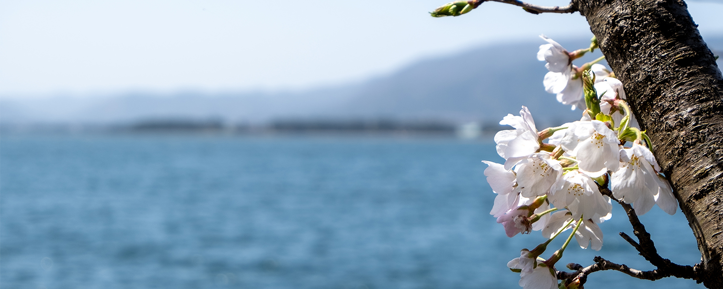 琵琶湖さくら
